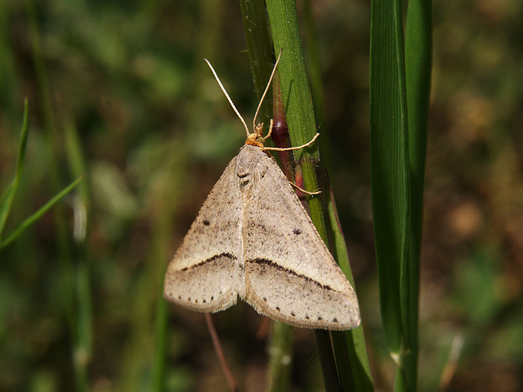 Isturgia arenacearia Geometridae